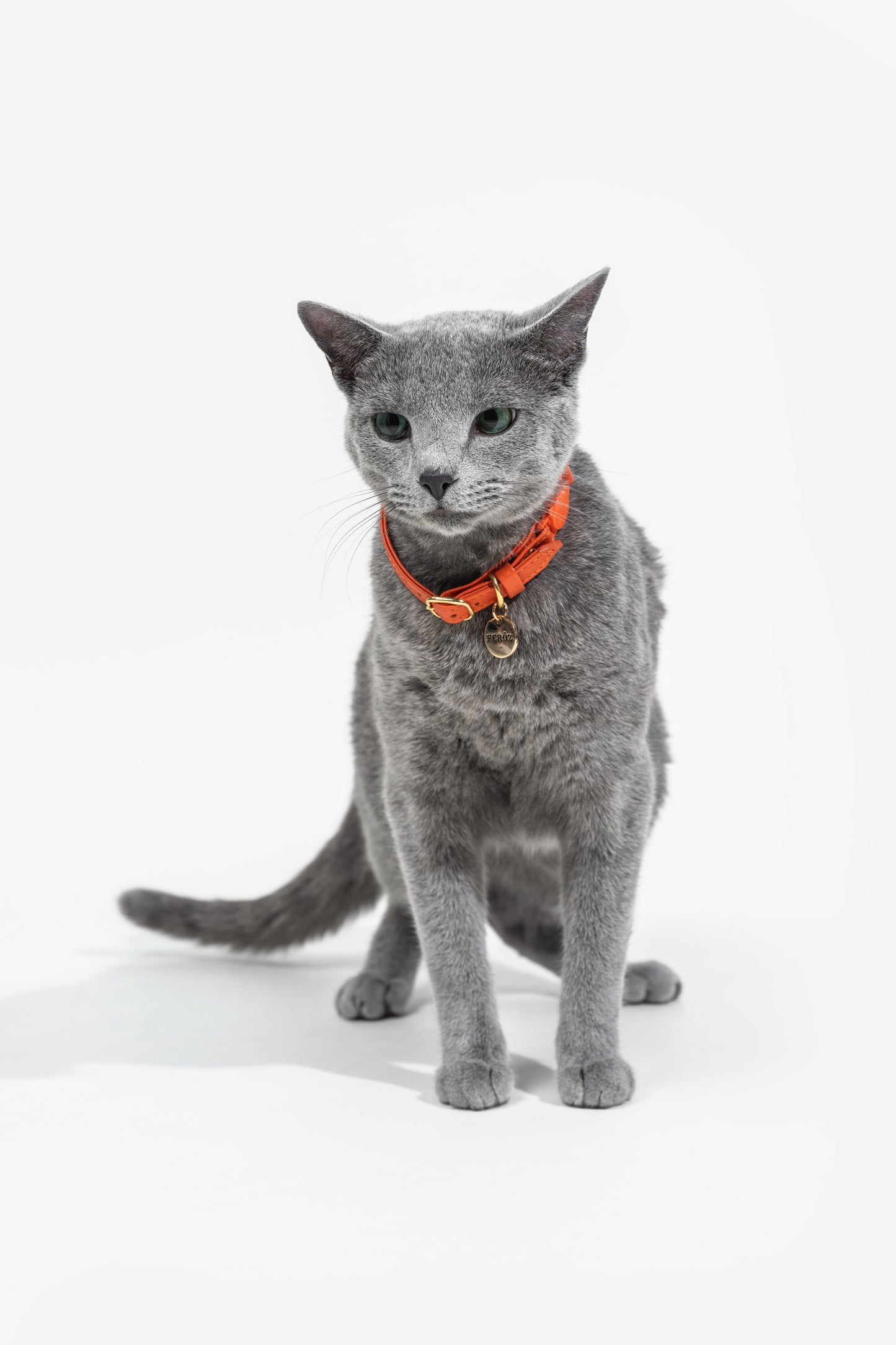 Collar de gato naranja